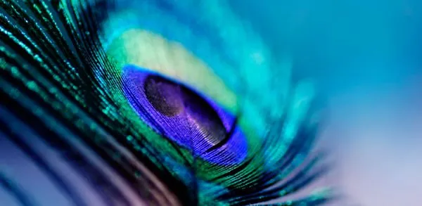 Tausi Melek – der Engel Pfau